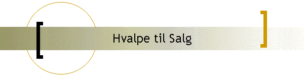 Hvalpe til Salg